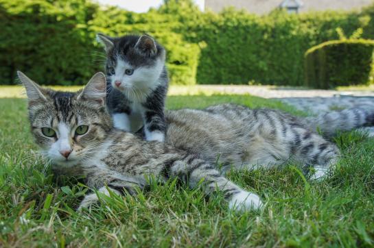 twee katten